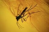 Detailed Fossil Fly (Diptera) In Large Baltic Amber #45173-1